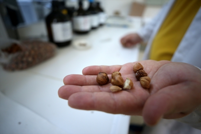 Fındık atıklarından kemoterapi ilaçlarının etken maddesi elde edildi